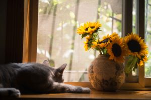 cat and colors - fortuity realty
